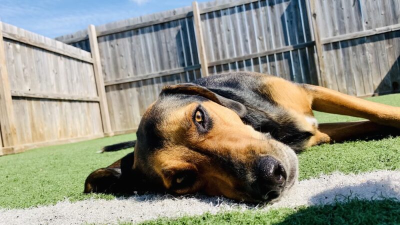 Charlie's Bark Park - Monroe - Monroe, WI