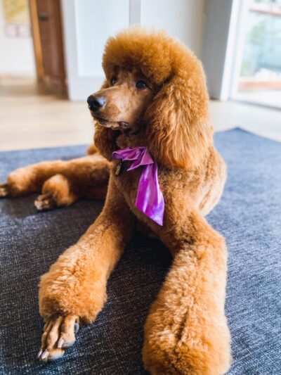 Happy Tails Doggy Day Care and Grooming - Montara, CA