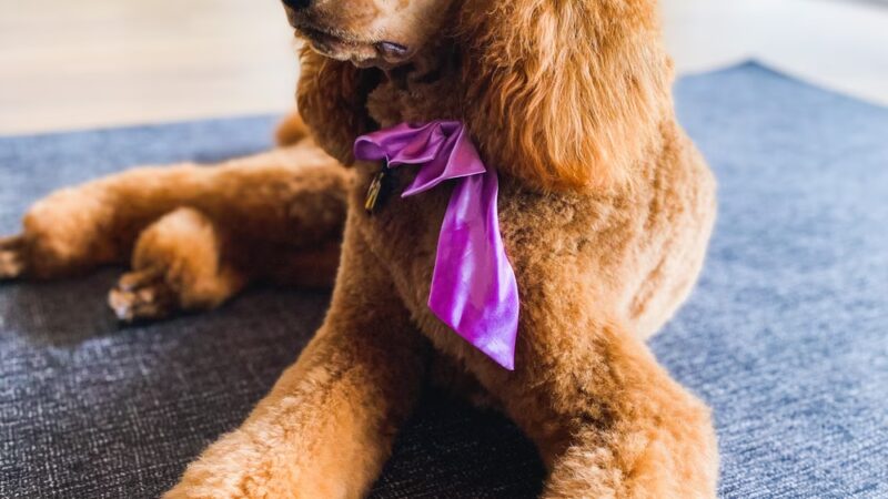 Happy Tails Doggy Day Care and Grooming - Montara, CA