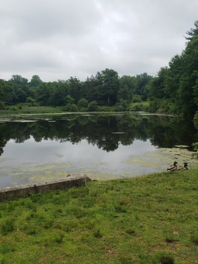 Kathryn Gorman Ponds Park - Montebello, NY