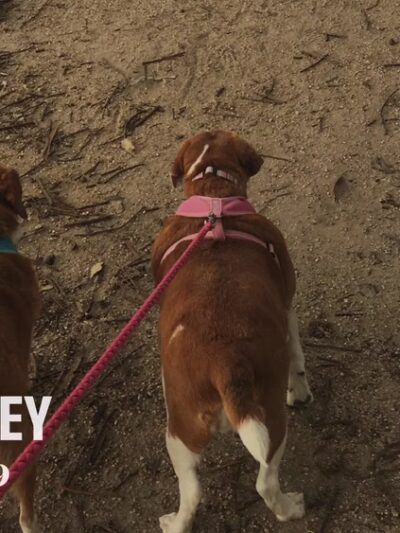 El Estero Lake Dog Park - Monterey, CA