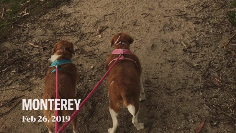 El Estero Lake Dog Park - Monterey, CA