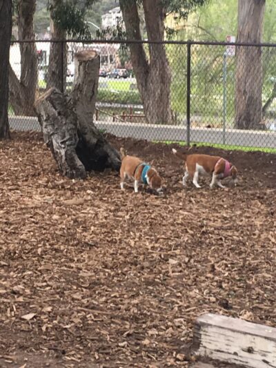 El Estero Lake Dog Park - Monterey, CA