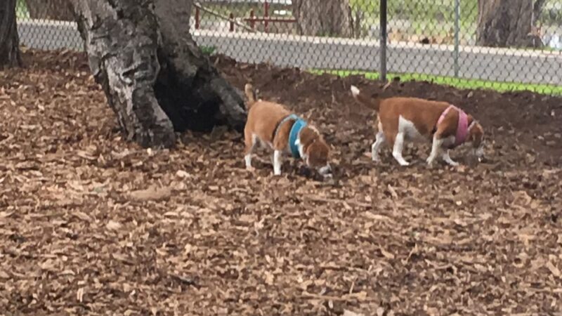 El Estero Lake Dog Park - Monterey, CA
