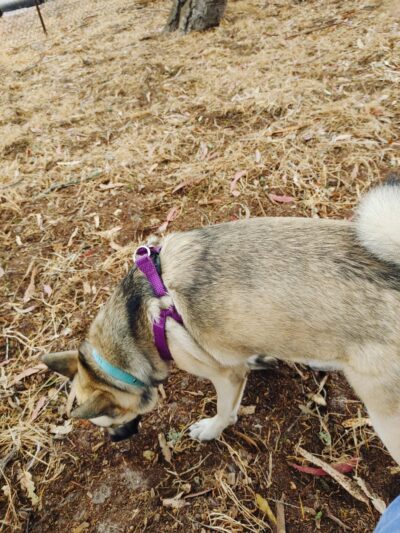 El Estero Lake Dog Park - Monterey, CA