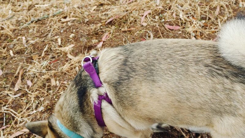 El Estero Lake Dog Park - Monterey, CA