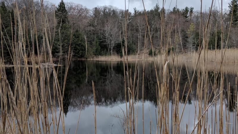 Beartown State Forest - Monterey, MA