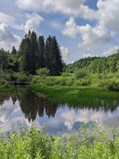 Beartown State Forest - Monterey, MA