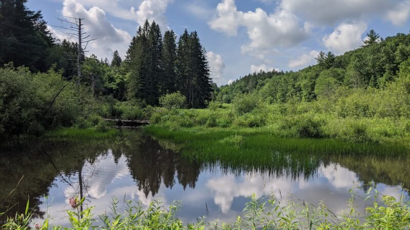 Beartown State Forest - Monterey, MA