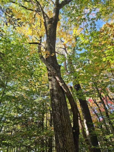 Mt. Hunger Trailhead at Konkapot Ridge Reserve - Monterey, MA