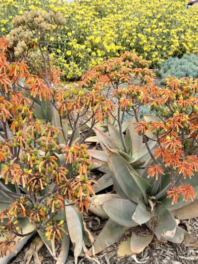 Demonstration Garden - Monterey Park, CA