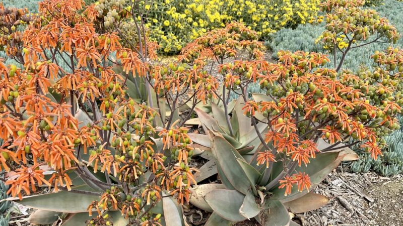 Demonstration Garden - Monterey Park, CA