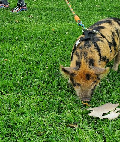 Elder Park - Monterey Park, CA