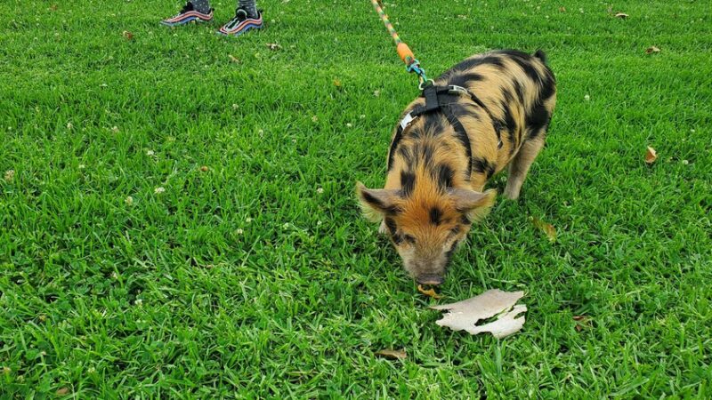 Elder Park - Monterey Park, CA