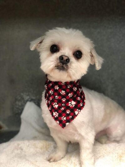 Hi Doggie - Monterey Park, CA