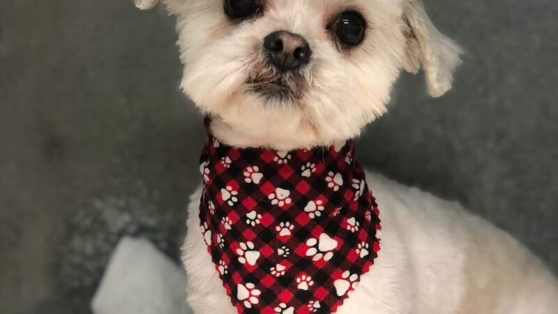 Hi Doggie - Monterey Park, CA
