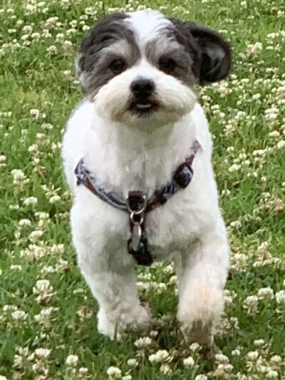 Hi Doggie - Monterey Park, CA