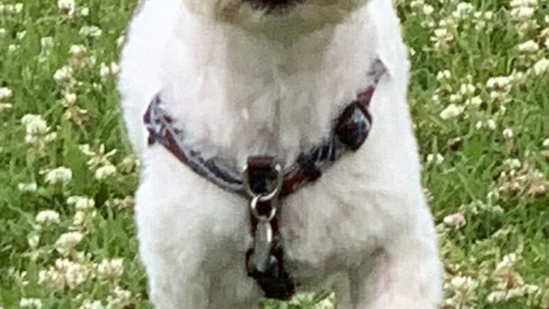Hi Doggie - Monterey Park, CA