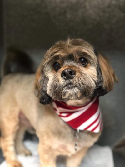 Hi Doggie - Monterey Park, CA