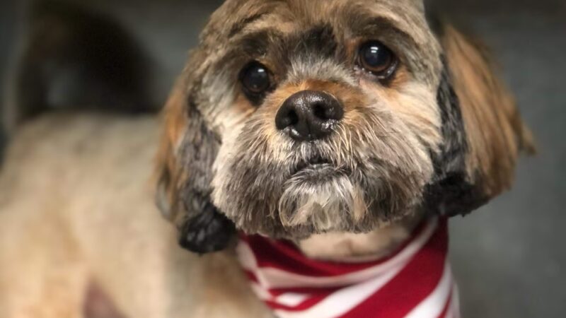 Hi Doggie - Monterey Park, CA