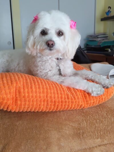 Hi Doggie - Monterey Park, CA