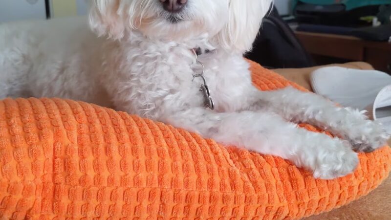 Hi Doggie - Monterey Park, CA