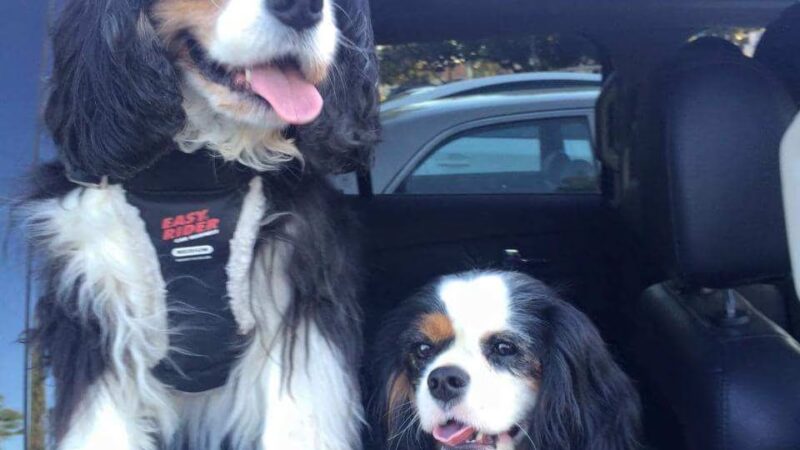 Hi Doggie - Monterey Park, CA