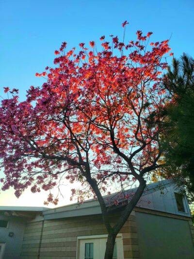 La Loma Park - Monterey Park, CA