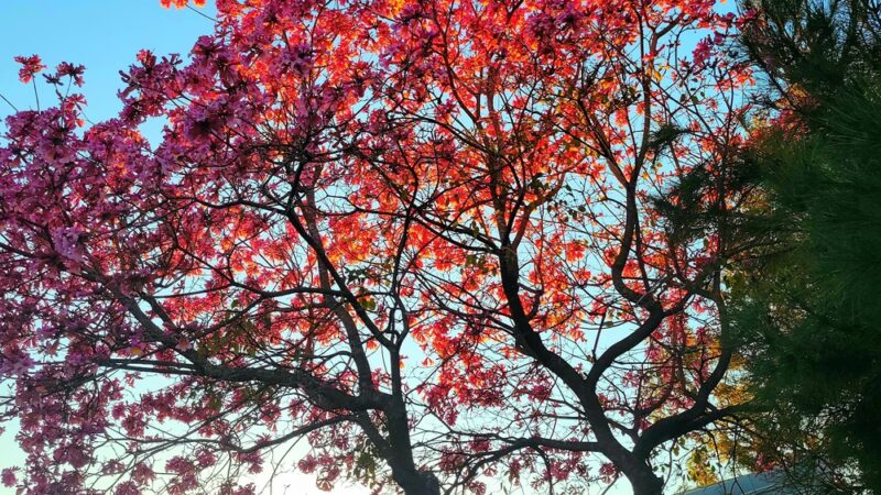 La Loma Park - Monterey Park, CA