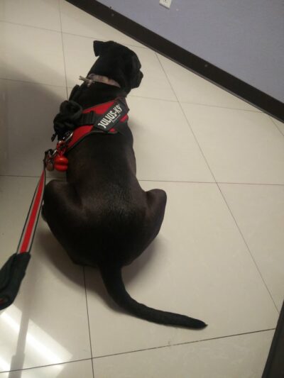 Monterey Park Animal Hospital - Monterey Park, CA