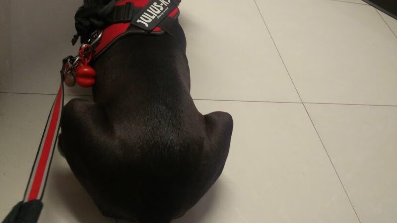 Monterey Park Animal Hospital - Monterey Park, CA