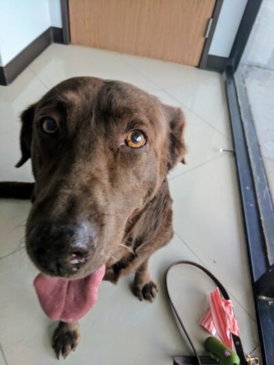 Monterey Park Animal Hospital - Monterey Park, CA