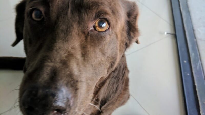 Monterey Park Animal Hospital - Monterey Park, CA