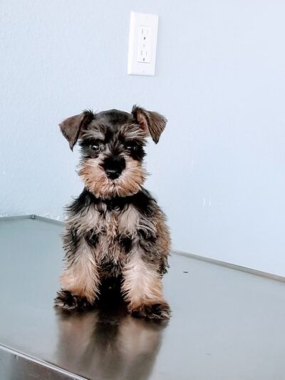 Monterey Park Animal Hospital - Monterey Park, CA