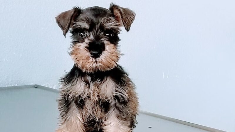 Monterey Park Animal Hospital - Monterey Park, CA
