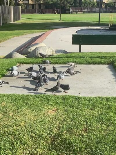 Sierra Vista Park - Monterey Park, CA
