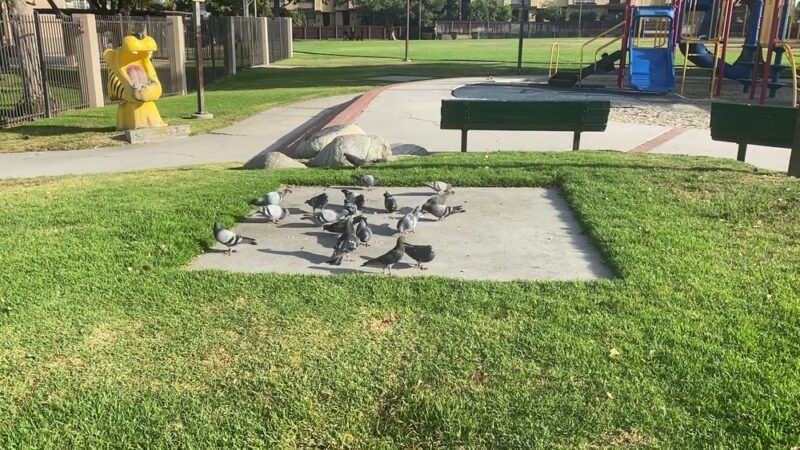 Sierra Vista Park - Monterey Park, CA