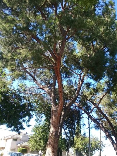 Sierra Vista Park - Monterey Park, CA