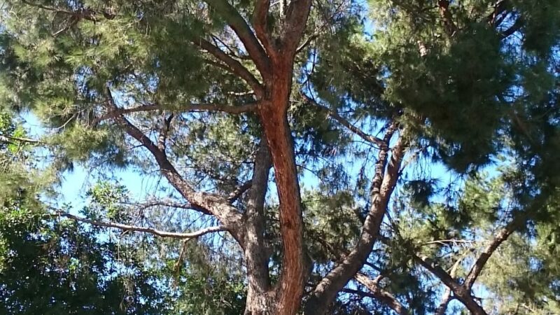 Sierra Vista Park - Monterey Park, CA