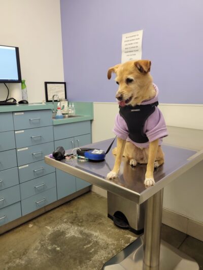 Veterinary Healthcare Center - Monterey Park, CA