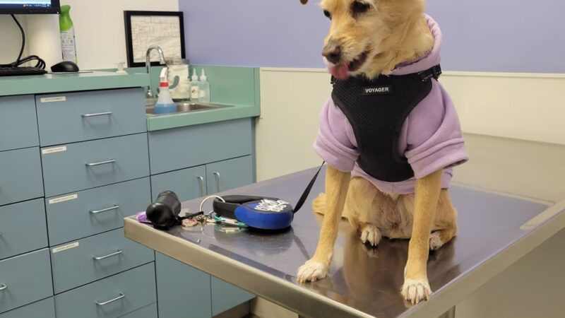 Veterinary Healthcare Center - Monterey Park, CA