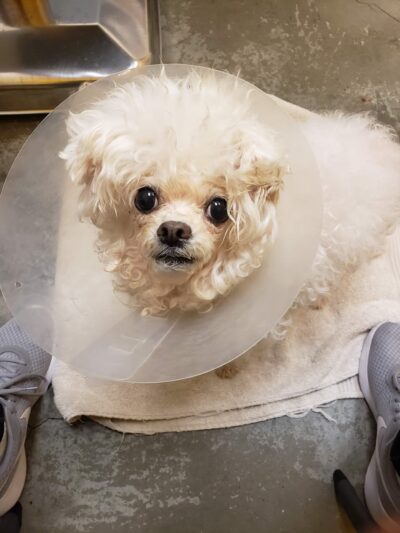 Veterinary Healthcare Center - Monterey Park, CA