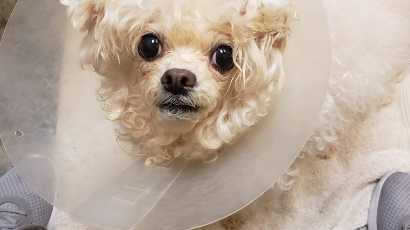 Veterinary Healthcare Center - Monterey Park, CA