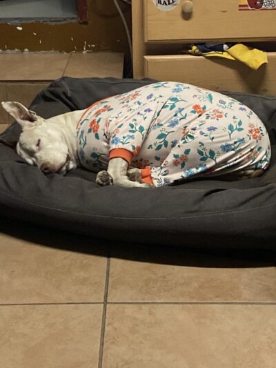 Veterinary Healthcare Center - Monterey Park, CA