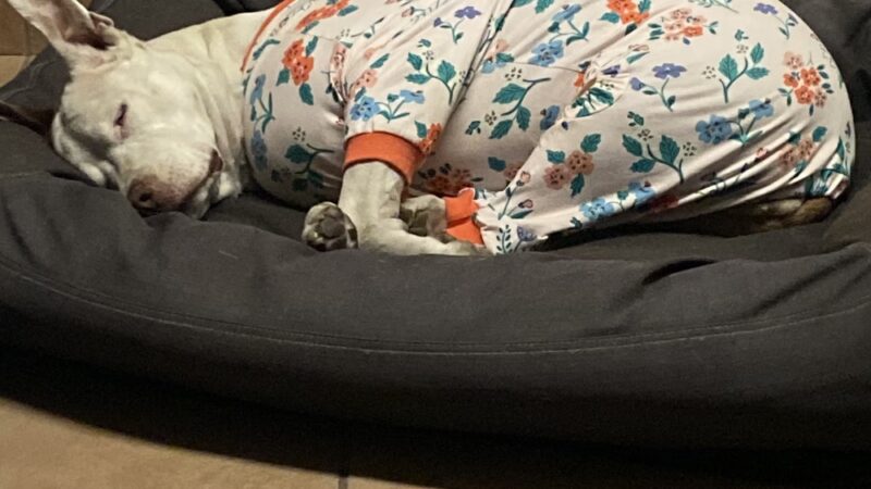 Veterinary Healthcare Center - Monterey Park, CA