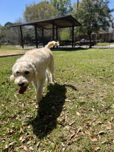 Bellinger Hill Park - Montgomery, AL