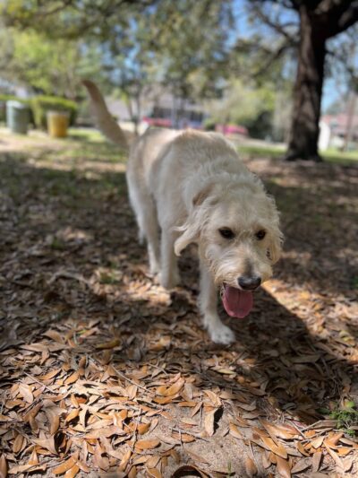 Bellinger Hill Park - Montgomery, AL