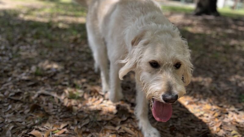 Bellinger Hill Park - Montgomery, AL