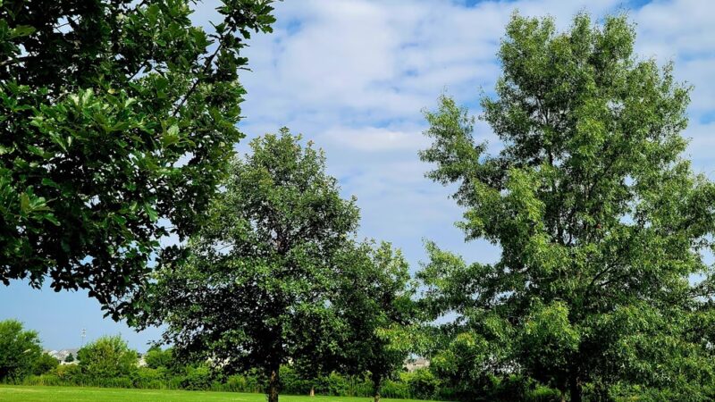 Blackberry Trail Park - Montgomery, IL