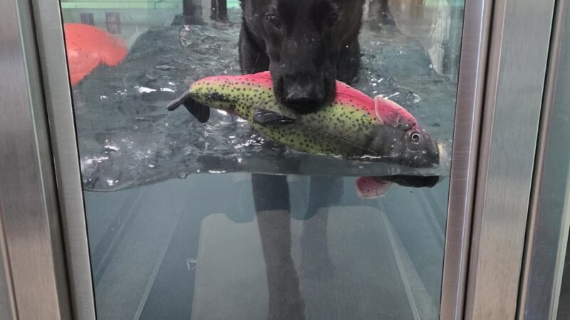 Canine Physical Rehab & Recreation - Montgomery, IL